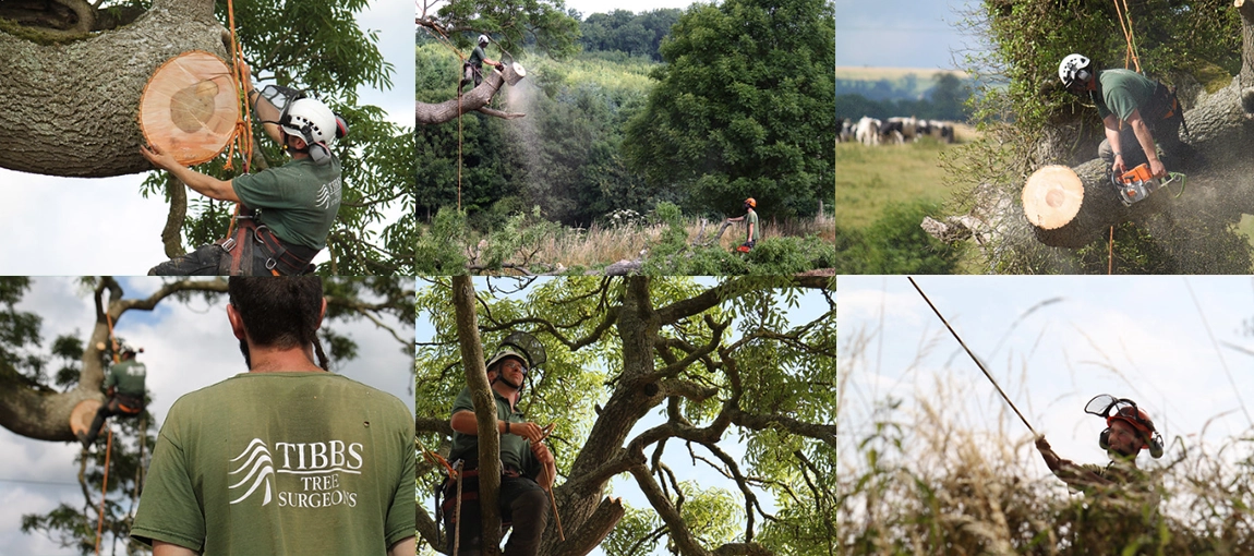 Tibbs Tree Surgeons Photography
